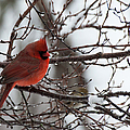 Northern red cardinal in winter