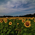 Sunny Faces in New Hampshire