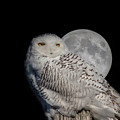 Snowy Owl on the Moon