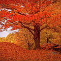 Sturdy Maple in Autumn Orange