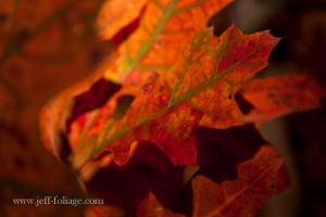 Fall foliage contest  on Fine Art America